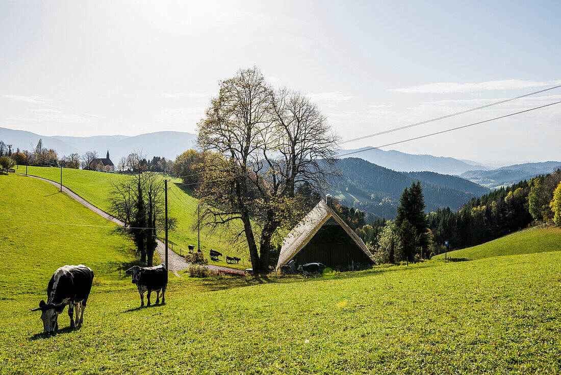 Ausblick auf hügelige Landschaft, bei St Peter, Schwarzwald, Baden-Württemberg, Deutschland