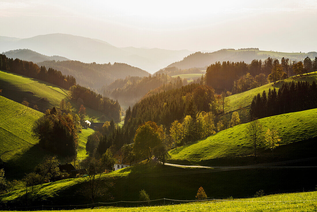 View of hilly landscape, evening light, near St Märgen, Black Forest, Baden-Württemberg, Germany