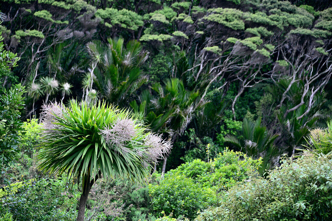 im Dschungel bei Piha im Waitakere, bei Auckland, Nordinsel, Neuseeland