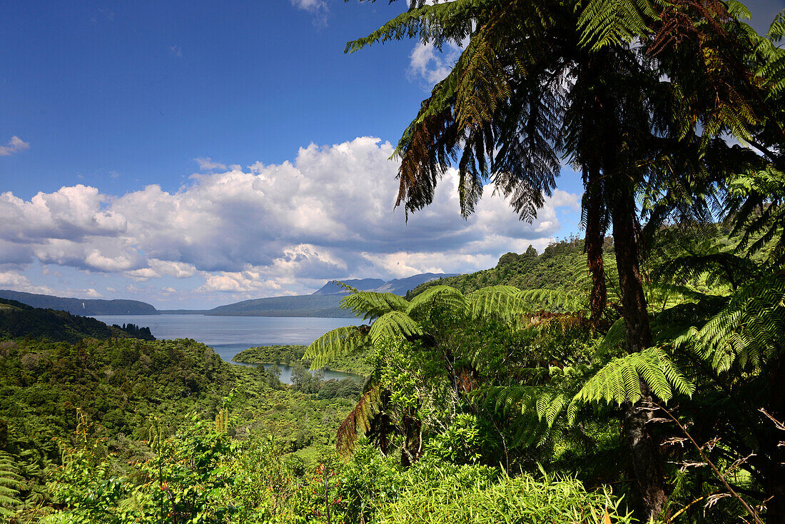 Blick auf den Lake Tarawera bei Rotorua, Nordinsel, Neuseeland