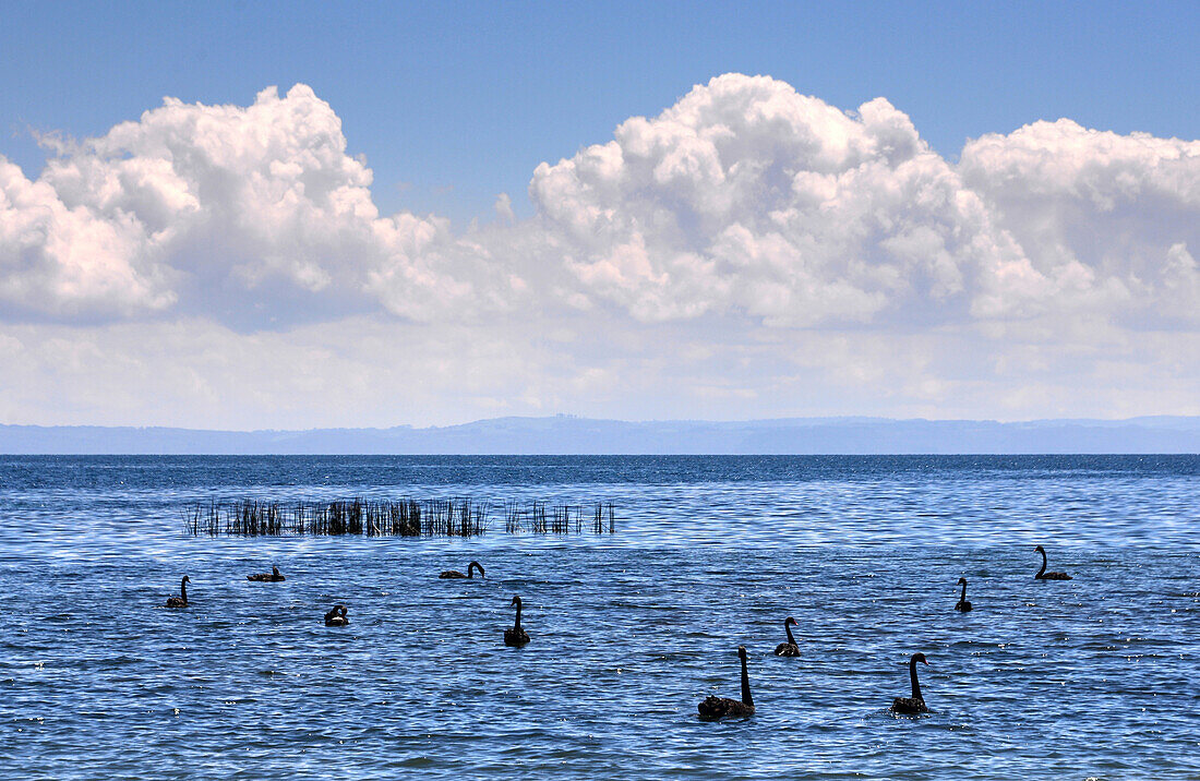 At eastshore of lake Taupo, North Island, New Zealand