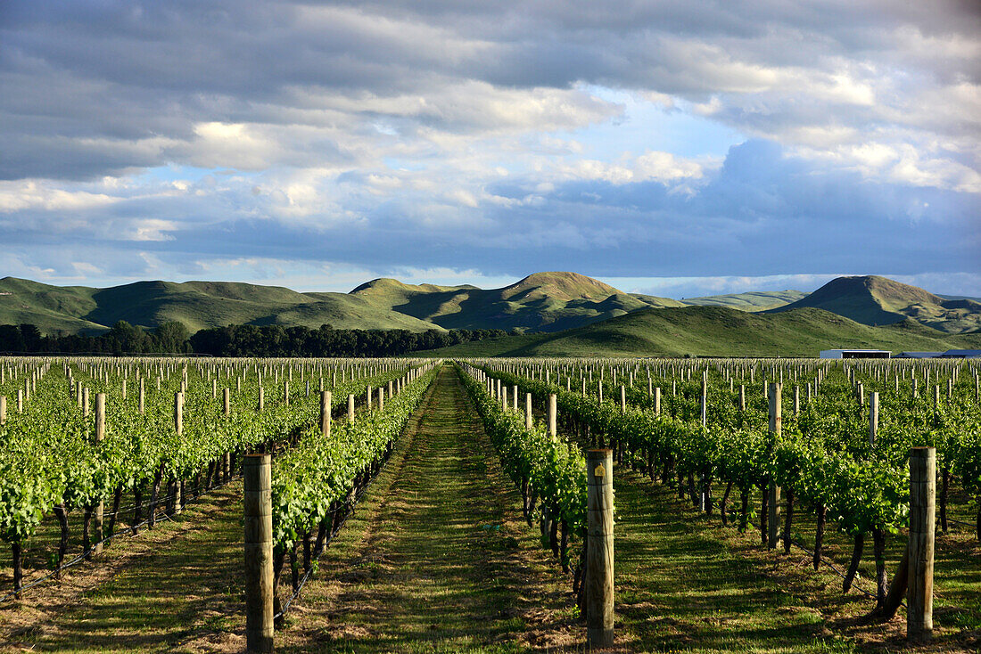 Wine fields near Hastings, Hawke Bay, Eastcoast, North Island, New Zealand