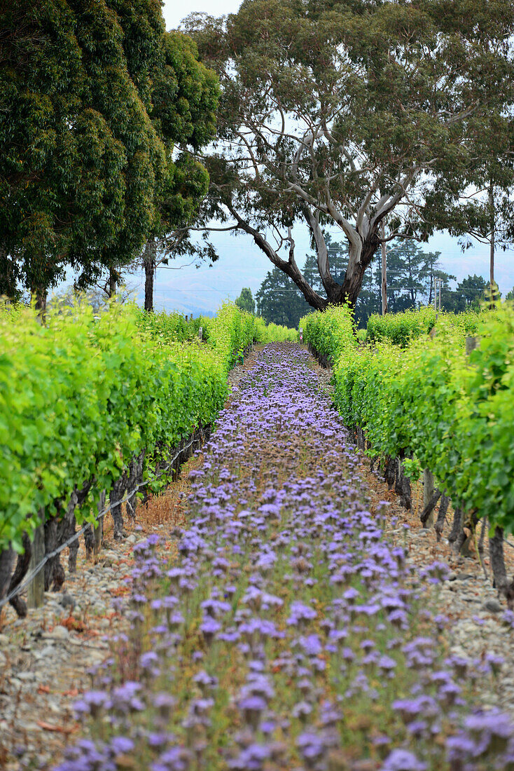 Cloudy Bay Weingut, Sauvignon Blanc Weine im Wairau Valley, Südinsel, Neuseeland