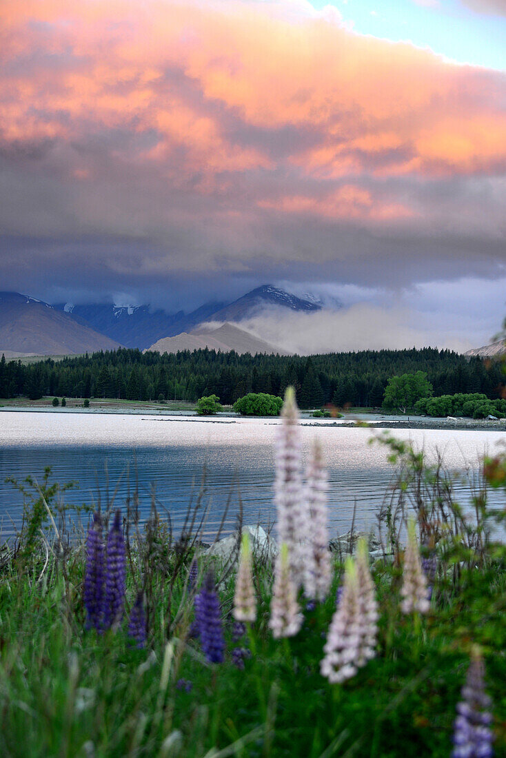 am südlichen Seeufer, Lake Tekapo, Südinsel, Neuseeland