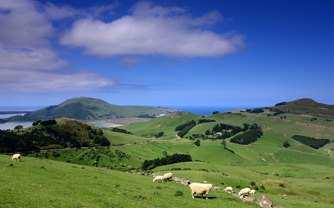 Pazifikküste auf der Otago Halbinsel, Ostküste, Südinsel, Neuseeland