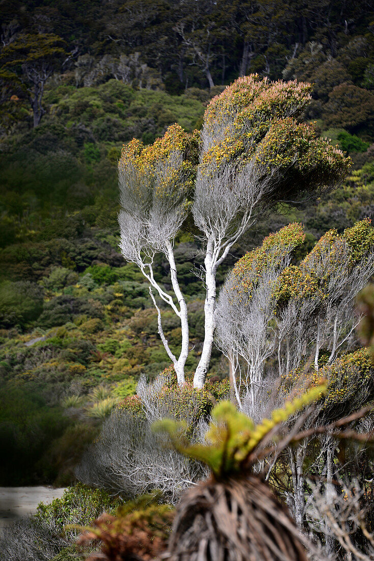 Track bei Port William, Nordküste Stewart Island, Neuseeland