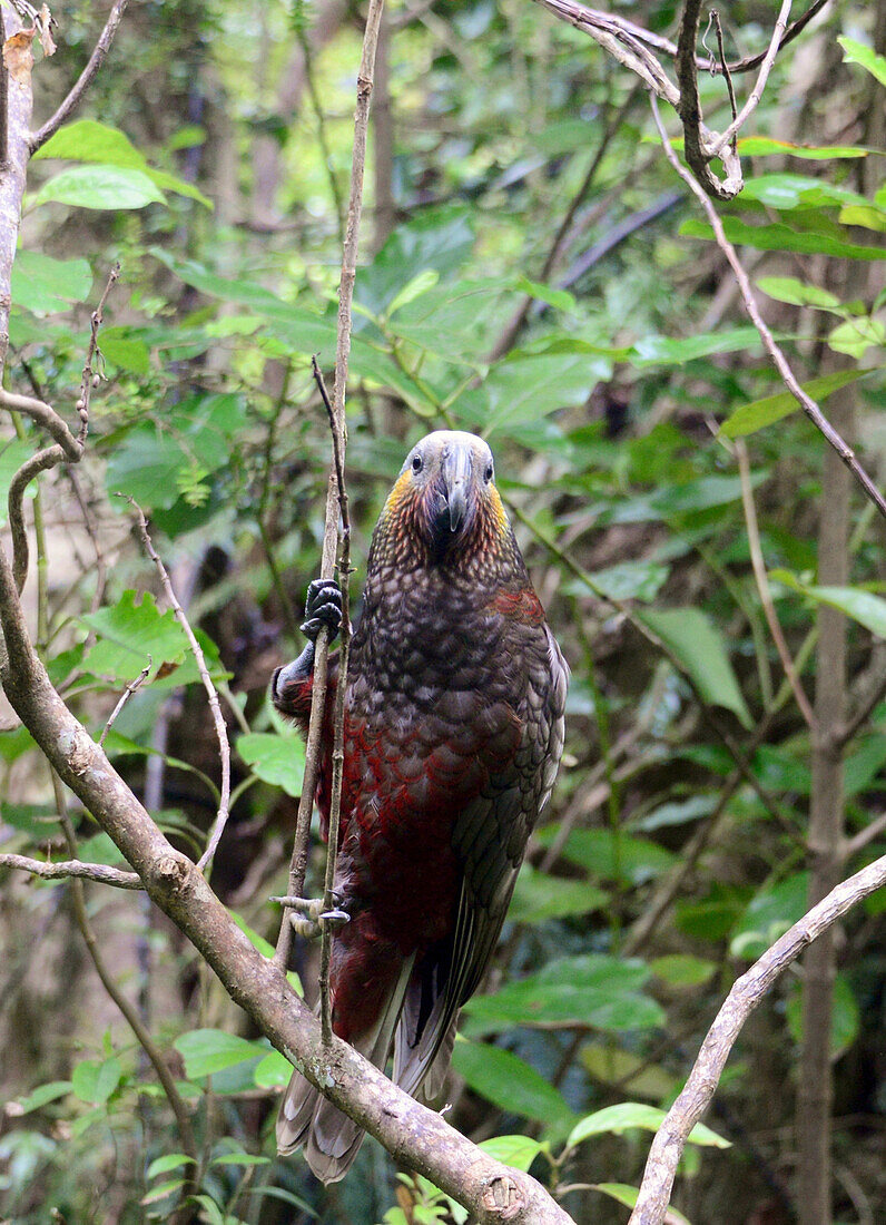 Kaka-Vogel am Golden Bay Track, Stewart Island, Neuseeland