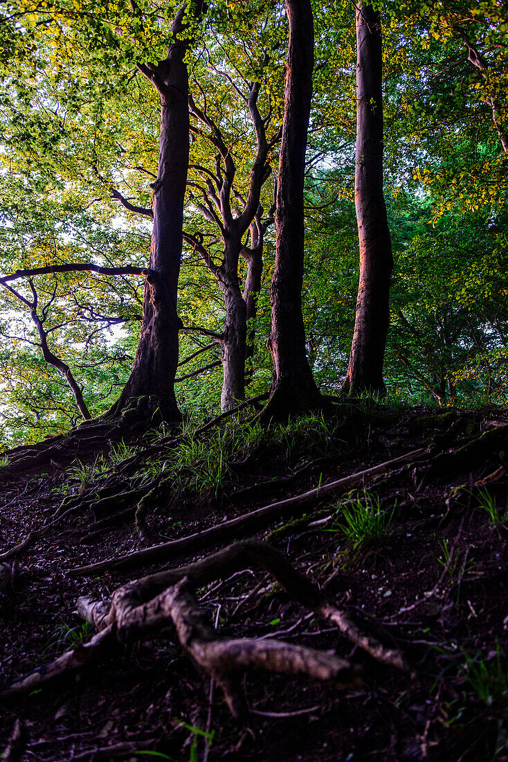 Sassnitz NP Jasmund, Rügen, Baltic Sea Coast, Mecklenburg-Vorpommern, Germany