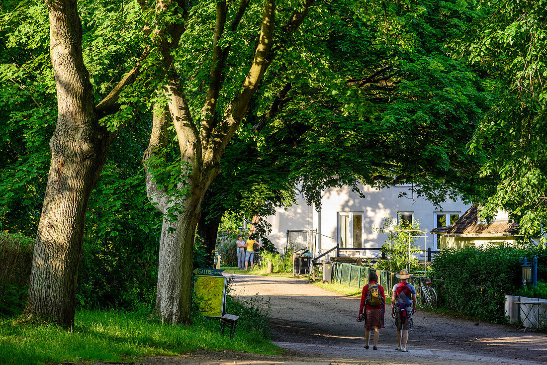 Baumallee in Kloster, Hiddensee, Rügen, Ostseeküste, Mecklenburg-Vorpommern,  Deutschland