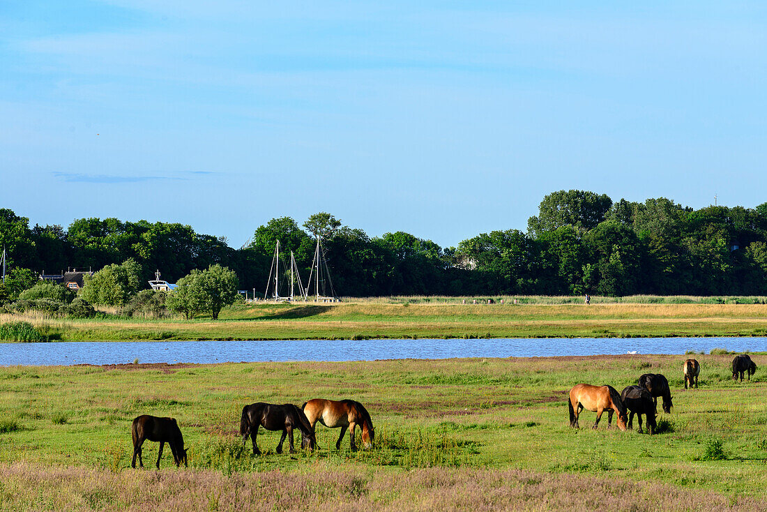 Pferde auf der Weide bei Kloster, Hiddensee, Rügen, Ostseeküste, Mecklenburg-Vorpommern,  Deutschland