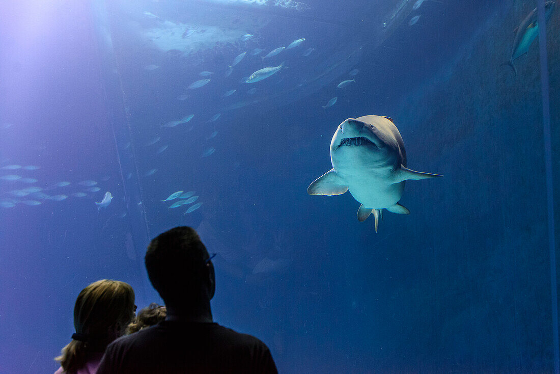 Aquarium with shark in the Ozeaneum, Stralsund, Ostseeküste, Mecklenburg-Vorpommern, Germany