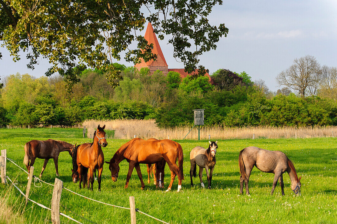 Horses on a meadow, Kirchdorf, Insel Poel, Ostseeküste, Mecklenburg-Western Pomerania, Germany
