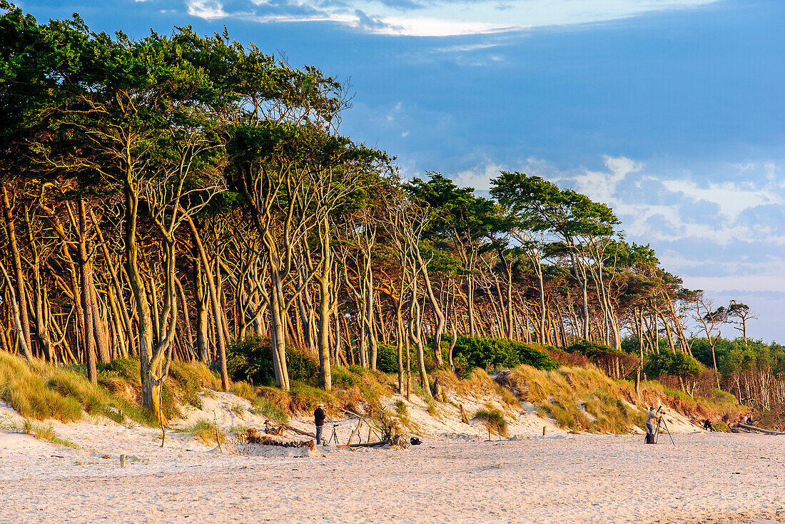 Darsser Weststrand, Ostseeküste, Mecklenburg-Western Pomerania Germany