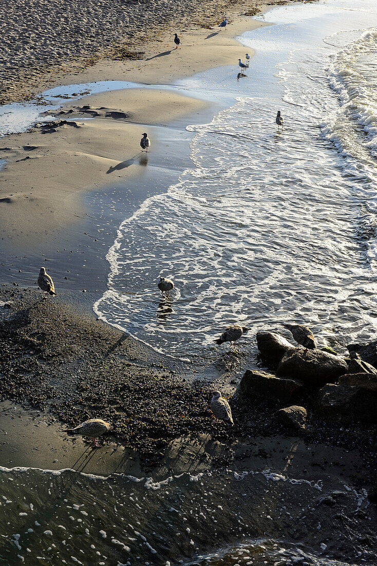Seagulls on the beach, Kühlungsborn, Ostseeküste, Mecklenburg-Western Pomerania Germany