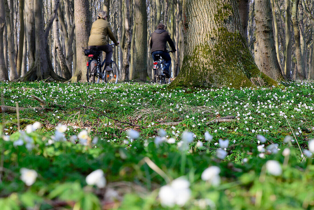 Cyclist in the ghost forest near Nienhagen, Baltic Sea Coast, Mecklenburg-Western Pomerania Germany