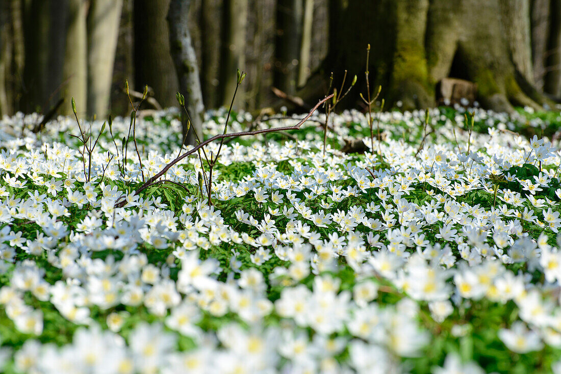 Anemonen im kleinen Gebirgszug Kühlung, Kühlungsborn, Ostseeküste, Mecklenburg-Vorpommern Deutschland