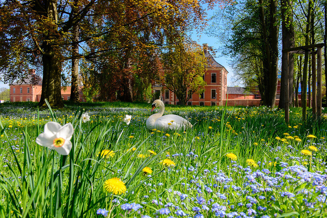 Flower meadow with swan in front of Bothmer Castle, Klütz, Ostseeküste, Mecklenburg-Western Pomerania, Germany