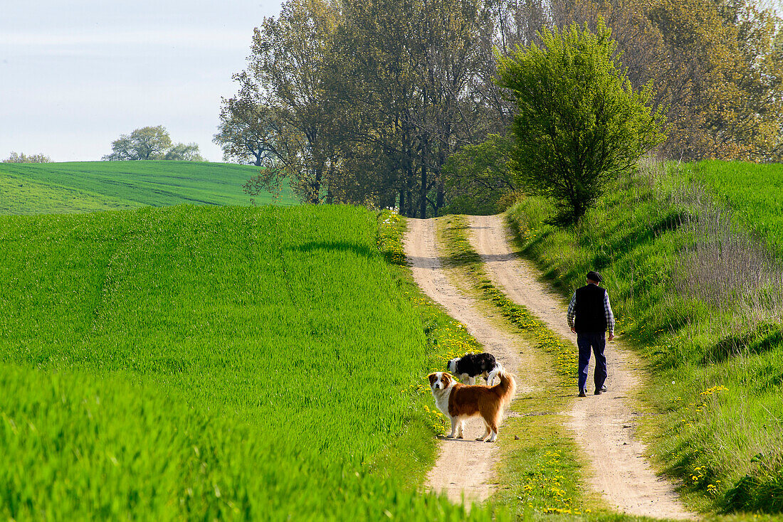 Mann mit Hunden geht spazieren, Klutzer Winkel, Ostseeküste, Mecklenburg-Vorpommern Schloss Bothmer Deutschland