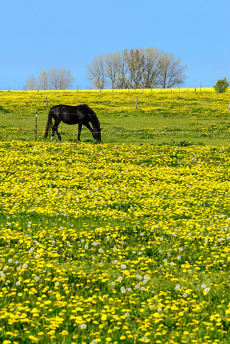 Pferde auf einer Blumenwiese, Insel Poel,  Ostseeküste, Mecklenburg-Vorpommern, Deutschland