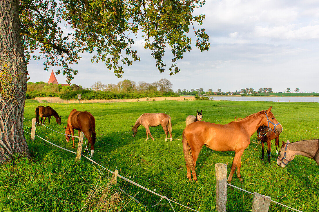 Horses on a meadow, Kirchdorf, Insel Poel, Ostseeküste, Mecklenburg-Western Pomerania, Germany