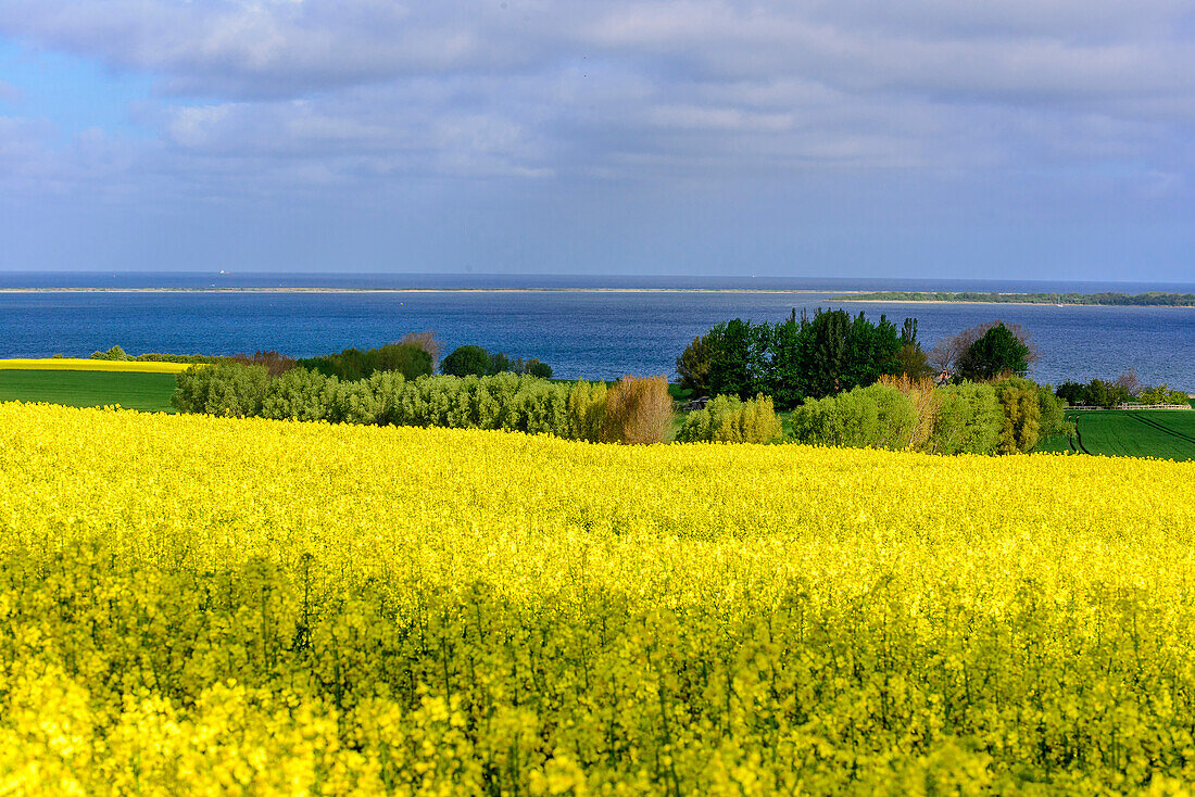 View of Salzhaff and rape fields, Rerik, Baltic Sea coast, Mecklenburg-Western Pomerania Germany