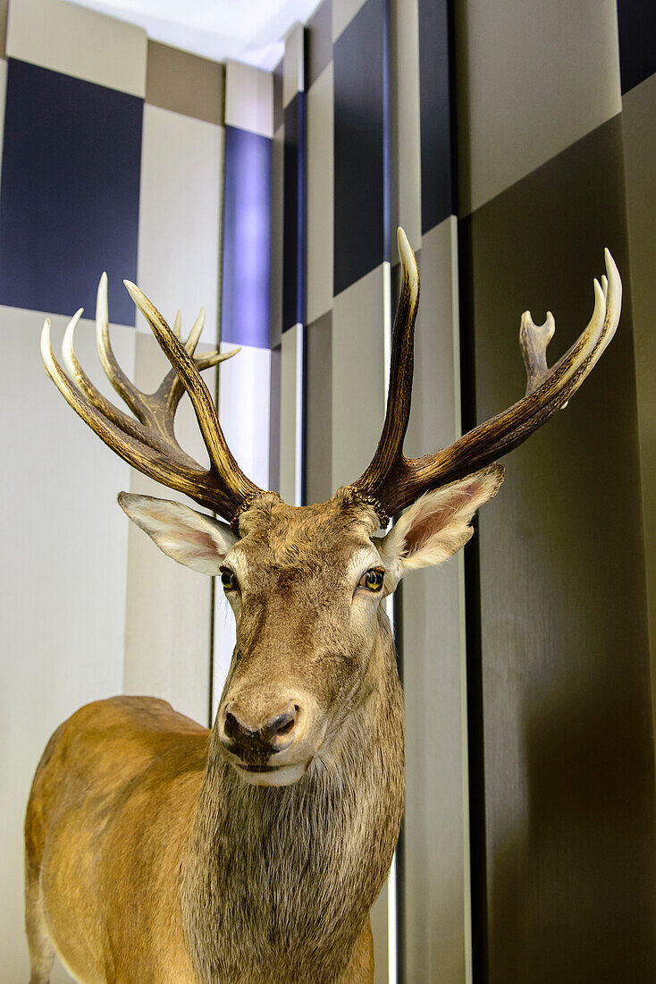 Ausstellung ausgestopften Hirsch  im Jagdschloss Granitz, Rügen, Ostseeküste, Mecklenburg-Vorpommern, Deutschland