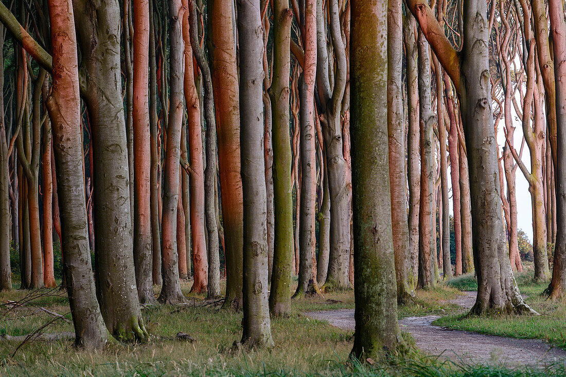 Ghost Forest near Nienhagen, Baltic Sea Coast, Mecklenburg-Western Pomerania, Germany