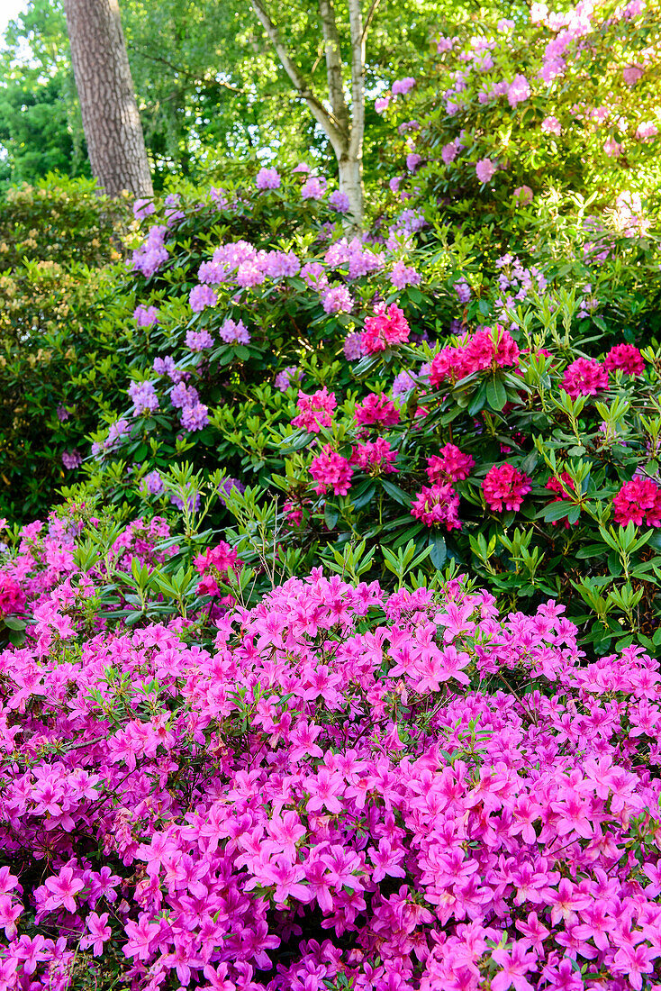 Rhododendronpark (Kurpark) in Graal-Müritz, Baltic Sea Coast, Mecklenburg-Vorpommern, Germany