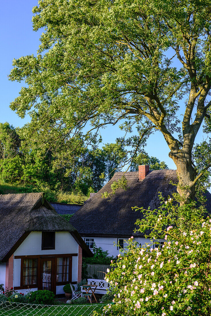 Garten und Reetgedeckte Häuser im  Fischerdorf Vitt, Rügen, Ostseeküste, Mecklenburg-Vorpommern, Deutschland