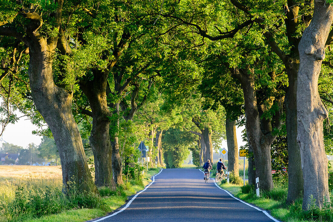 Allee mit Fahrradfahrer in der Nähe von Kap Arkona,  Rügen, Ostseeküste, Mecklenburg-Vorpommern Deutschland