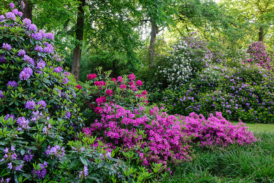 Rhododendronpark (Kurpark) in Graal-Müritz, Baltic Sea Coast, Mecklenburg-Vorpommern, Germany
