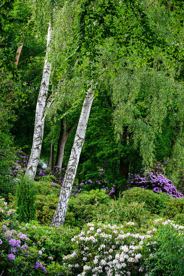 Rhododendronpark (Kurpark) in Graal-Müritz, Ostseeküste, Mecklenburg-Vorpommern, Deutschland