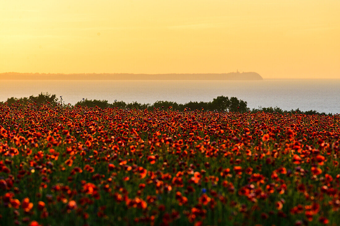 Poppy field overlooking Cape Arkona, Rügen, Ostseeküste, Mecklenburg-Vorpommern, Germany