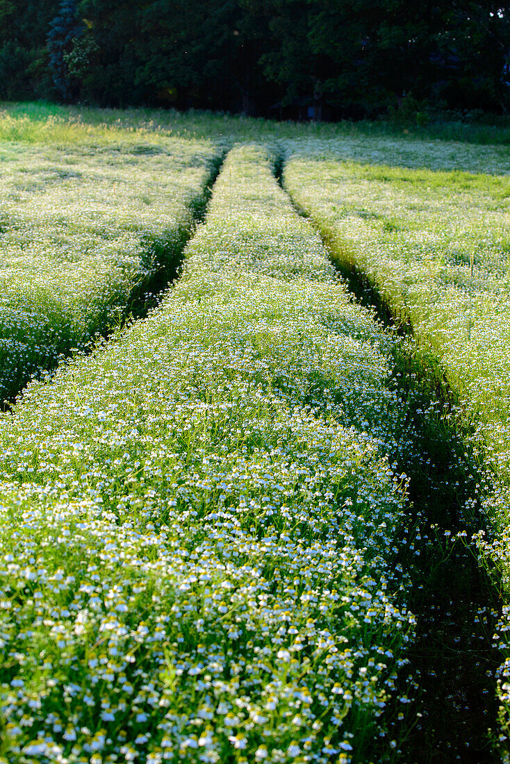 Flower meadow in Ahrenshoop, Fischland, Ostseeküste, Mecklenburg-Western Pomerania, Germany