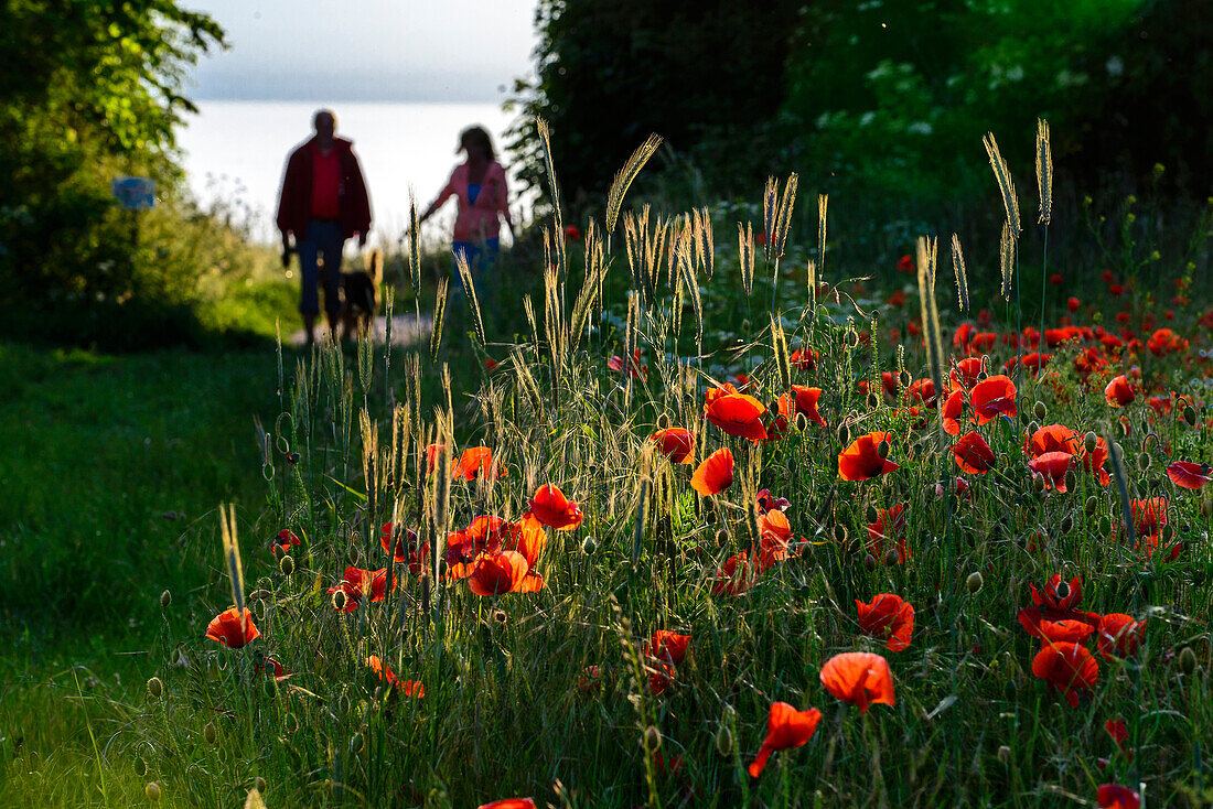Blumenwiese mit Spaziergänger in Ahrenshoop, Fischland, Ostseeküste, Mecklenburg-Vorpommern Ostseeküste,  Deutschland