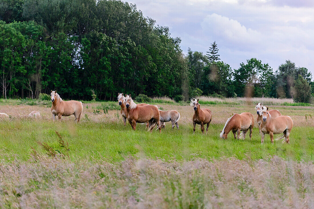 Horses on paddock on the island Ummanz, Ostseeküste, Mecklenburg-Western Pomerania Germany