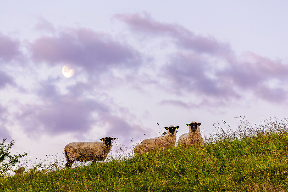 Landschaft mit Schafe und Mond, Zickerschen Alpen, Moenchgut, Rügen, Ostseeküste, Mecklenburg-Vorpommern, Deutschland