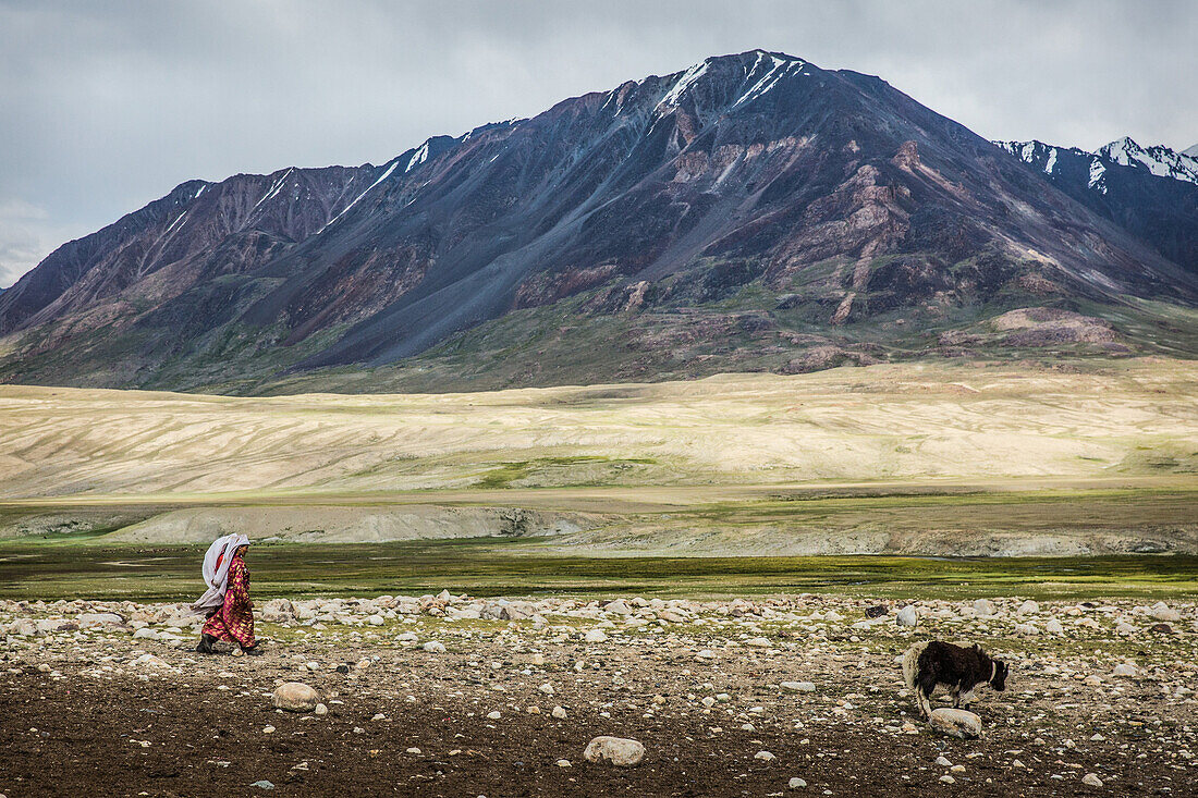 Kyrgyz women and yak, Pamir, Afghanistan, Asia