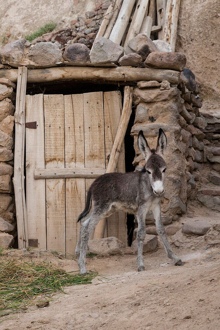 Esel in Bergdorf Kandovan mit Höhlenwohnungen, Ost-Aserbaidschan, Iran, Asien