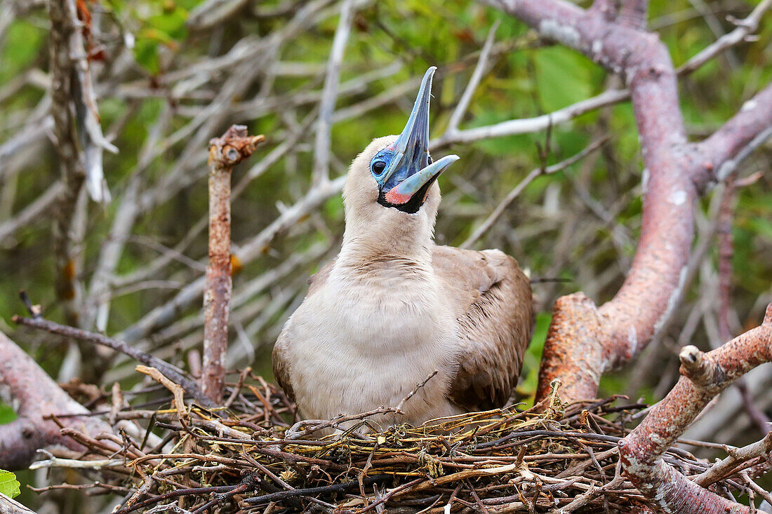 Red-footed Booby (Sula sula) sitting on a nest, Genovesa island, Galapagos National Park, Ecuador, South America