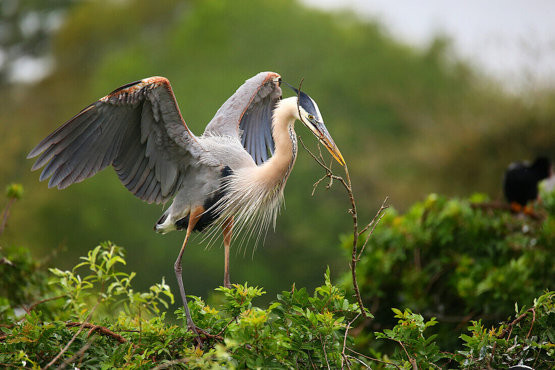 Great Blue Heron (Ardea herodias), the largest North American heron, with nesting material in its beak, United States of America, North America