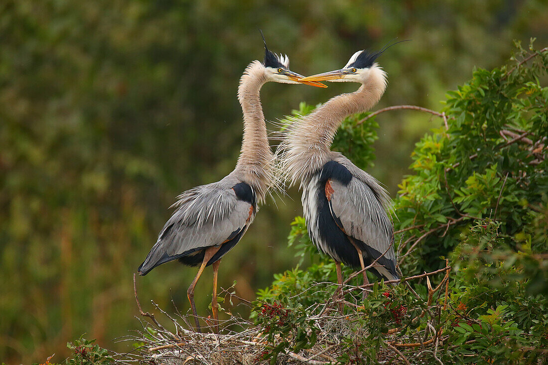Great Blue Herons (Ardea herodias), the largest North American heron, standing in the nest, United States of America, North America