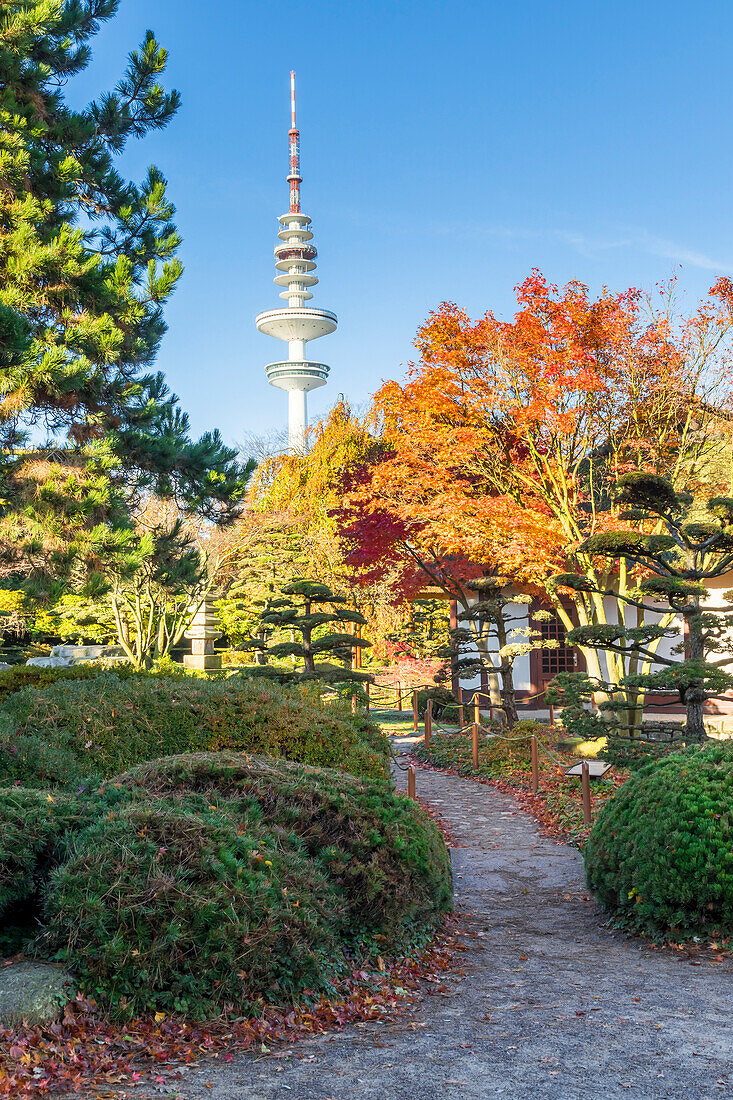 View from the Japanese Garden inside Planten un Blomen to the TV tower in autumn, Hamburg, Germany, Europe