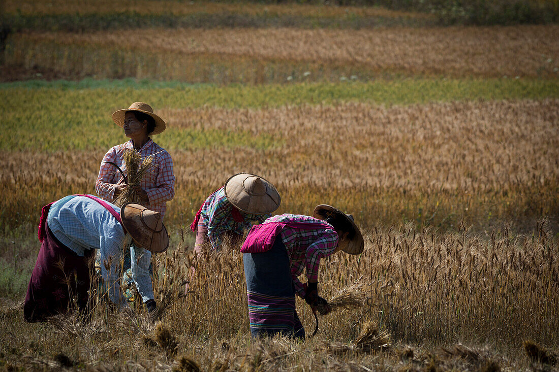 Harvesting, Kalaw, Shan State, Myanmar (Burma), Asia