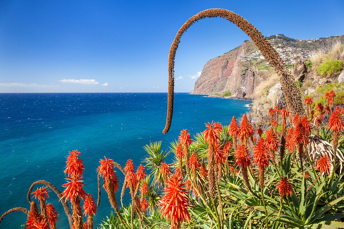 The sea cliff headland Cabo Girao with red Kranz aloe (Aloe arborescens) and Agave attenuata, Madeira, Portugal, Atlantic, Europe