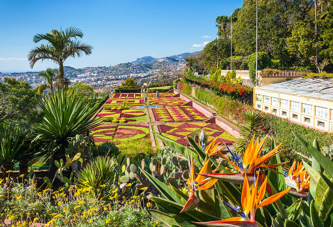 Formal garden with Bird of Paradise flowers, Madeira Botanical gardens (Jardim Botanico), Funchal, Madeira, Portugal, Atlantic, Europe