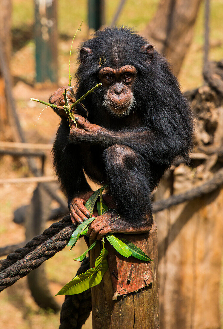 Chimpanzee orphan in the Tacugama Chimpanzee Sanctuary, Sierra Leone, West Africa, Africa