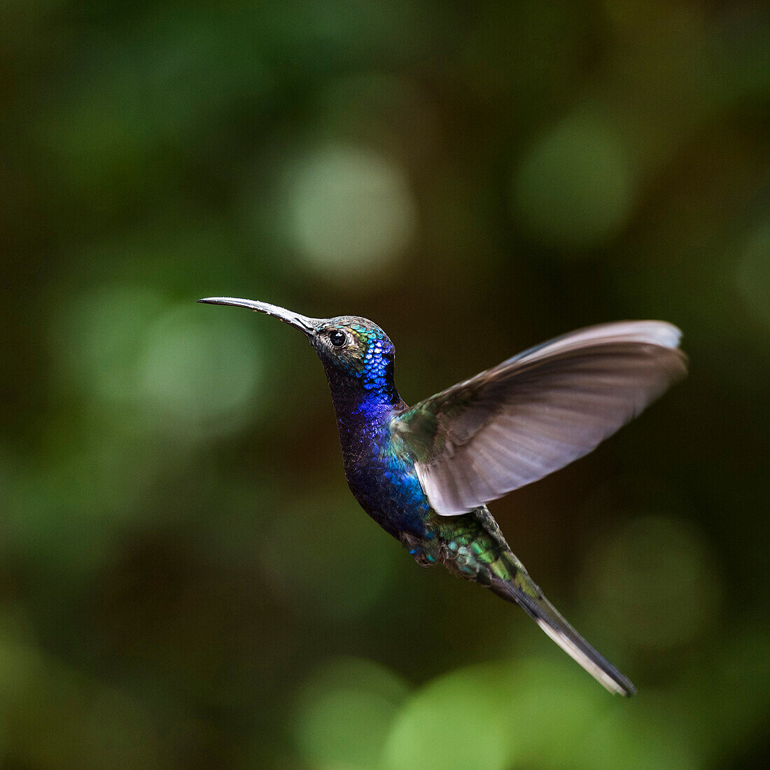 Hummingbird in the Monteverde Cloud Forest, Puntarenas Province, Costa Rica, Central America