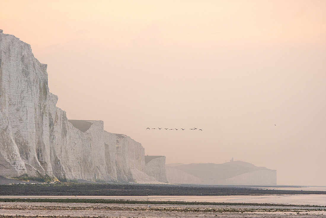 View from Cuckmere Haven of geese flying over the Seven Sisters chalk cliffs, South Downs National Park, East Sussex, England, United Kingdom, Europe