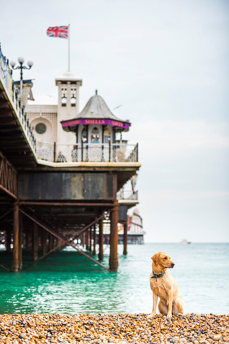Golden labrador on Brighton Beach, Brighton and Hove, East Sussex, England, United Kingdom, Europe
